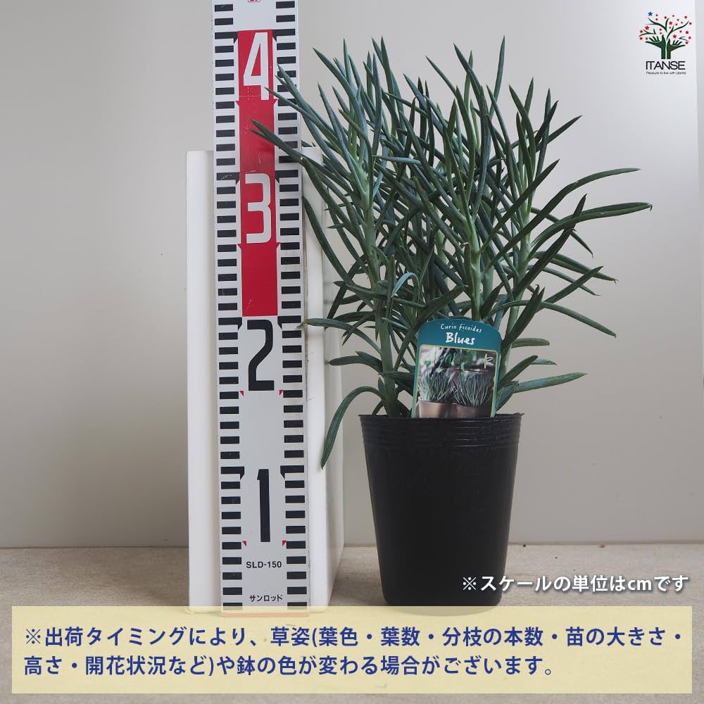 Amazon.co.jp: ITANSE キュリオ ブルース 4号 1個売り